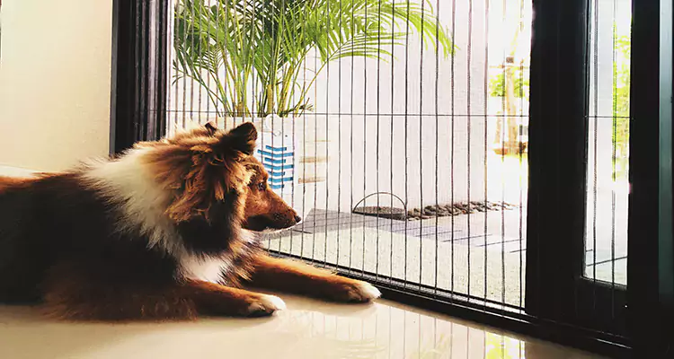 Sliding Screen Pet Door Repair in Hunters Creek, FL