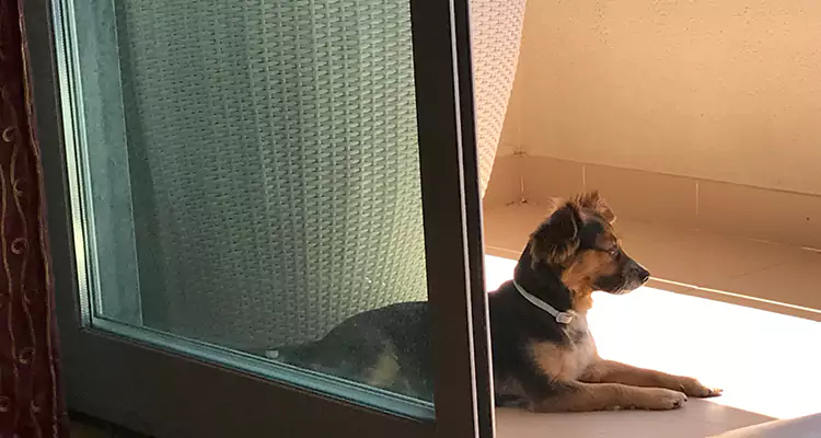 French Door Pet Screen Repair in Hunters Creek, FL